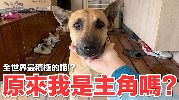【好味小姐】原來我是主角嗎？全世界最積極的貓！？｜好味貓日常239