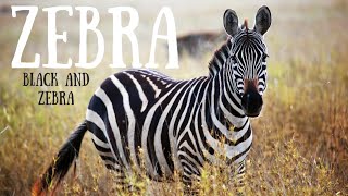 Zebra Zone Explorers