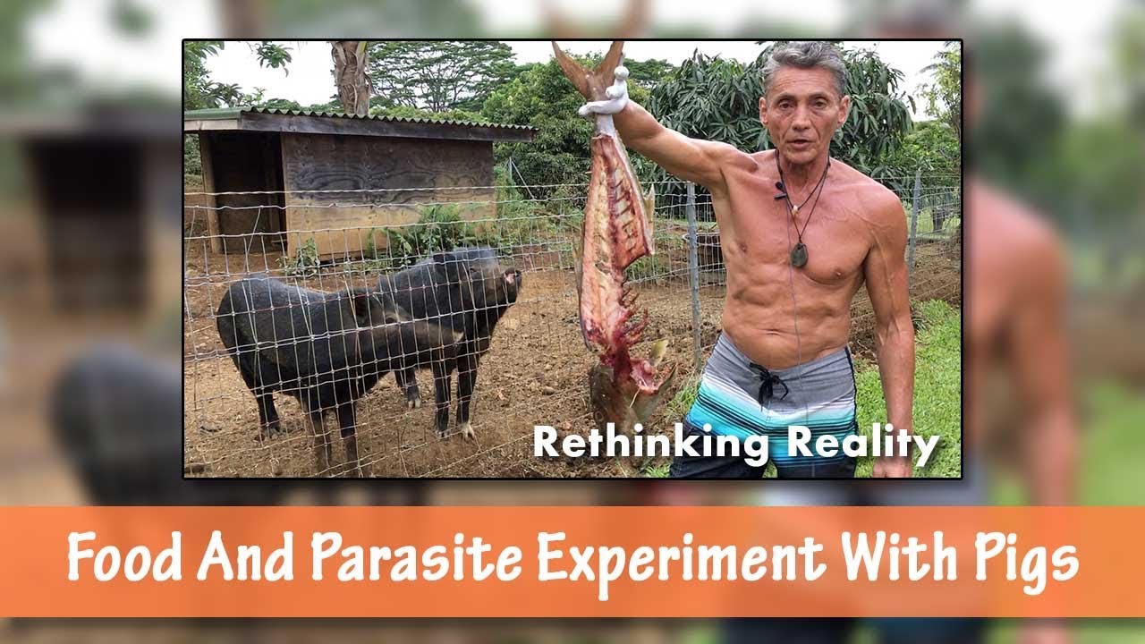Rethinking Reality: Food And Parasite Experiment With Pigs | Dr. Robert Cassar