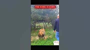 Tiger vs Lion #trending #animals #wildlife #youtubeshorts #youtube #shorts #tiger #lion #viralshort