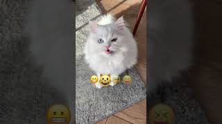 Emoji Cat Challenge 2 🐱🤍 | Mmeowmmia