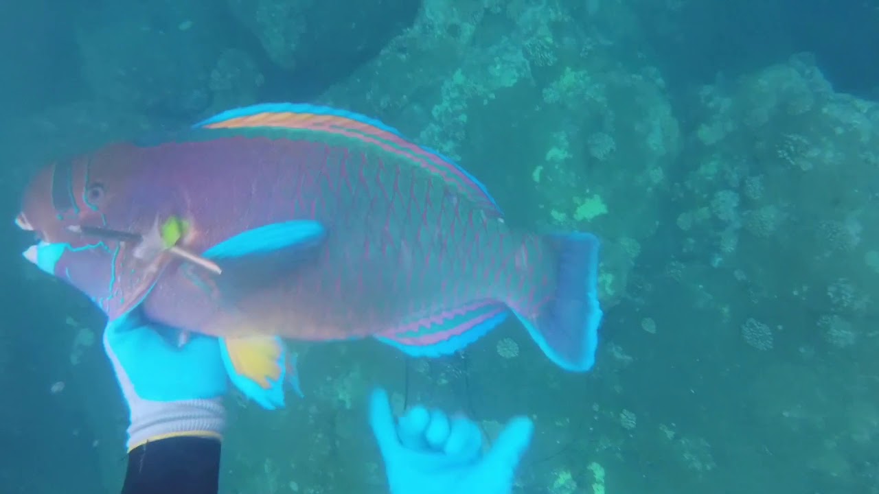 BIGisland SPEARFISHING 3