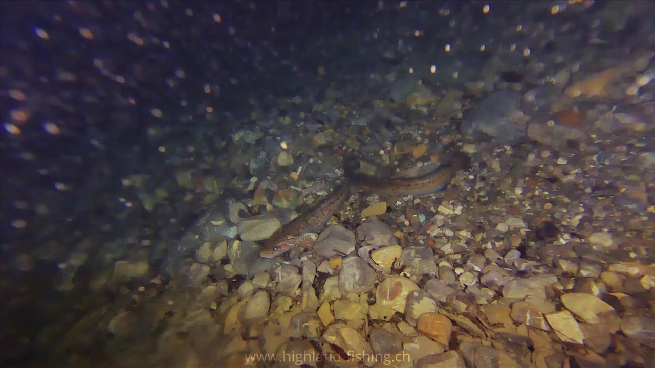 Tauchgang Thunersee - Seesaibling und Truesche