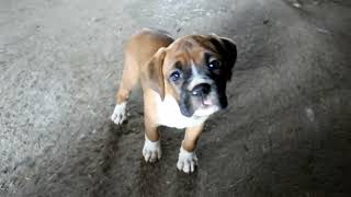 Boxer Puppies For Sale