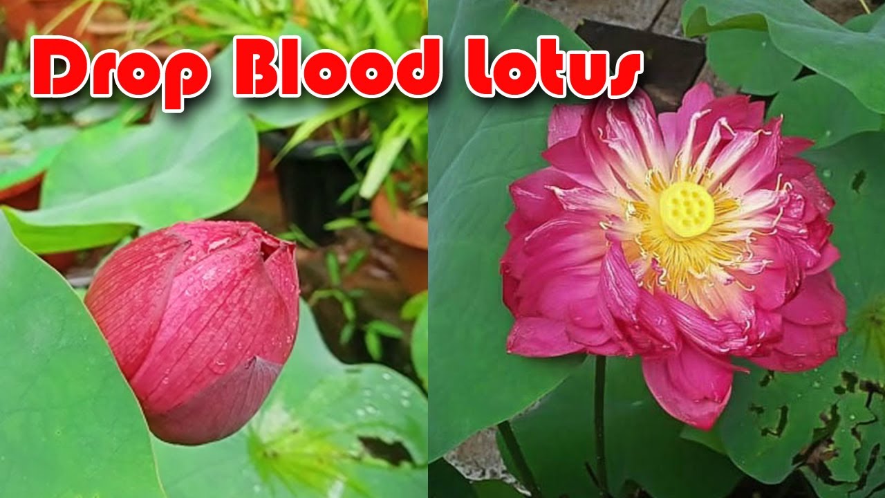 Drop Blood Lotus blossomed at my Home Garden YouTube
