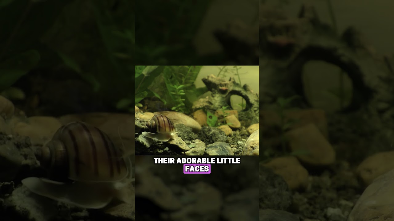 Самая быстрая улитка в мире?