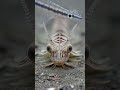 “Hidden Under Sand! Bobbit Worm Attack in Seconds 😨 #shortvideo #trendingshorts #viralvideo