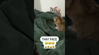 That Cat Meme Face