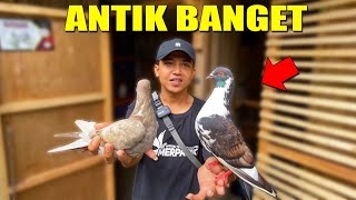 AHIRNYA MENEMUKAN MERPATI WARNANYA UNIK & ANTIK