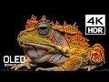 Dolby Vision HDR 4K 120 FPS (4K Video) #4kvideo #hdr
