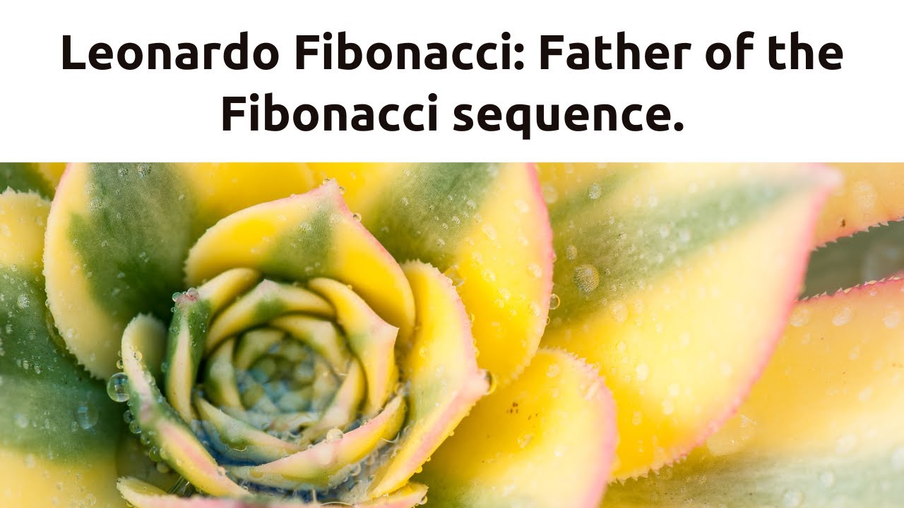 Leonardo Fibonacci Effects Fibonacci Sequences And Why They're The