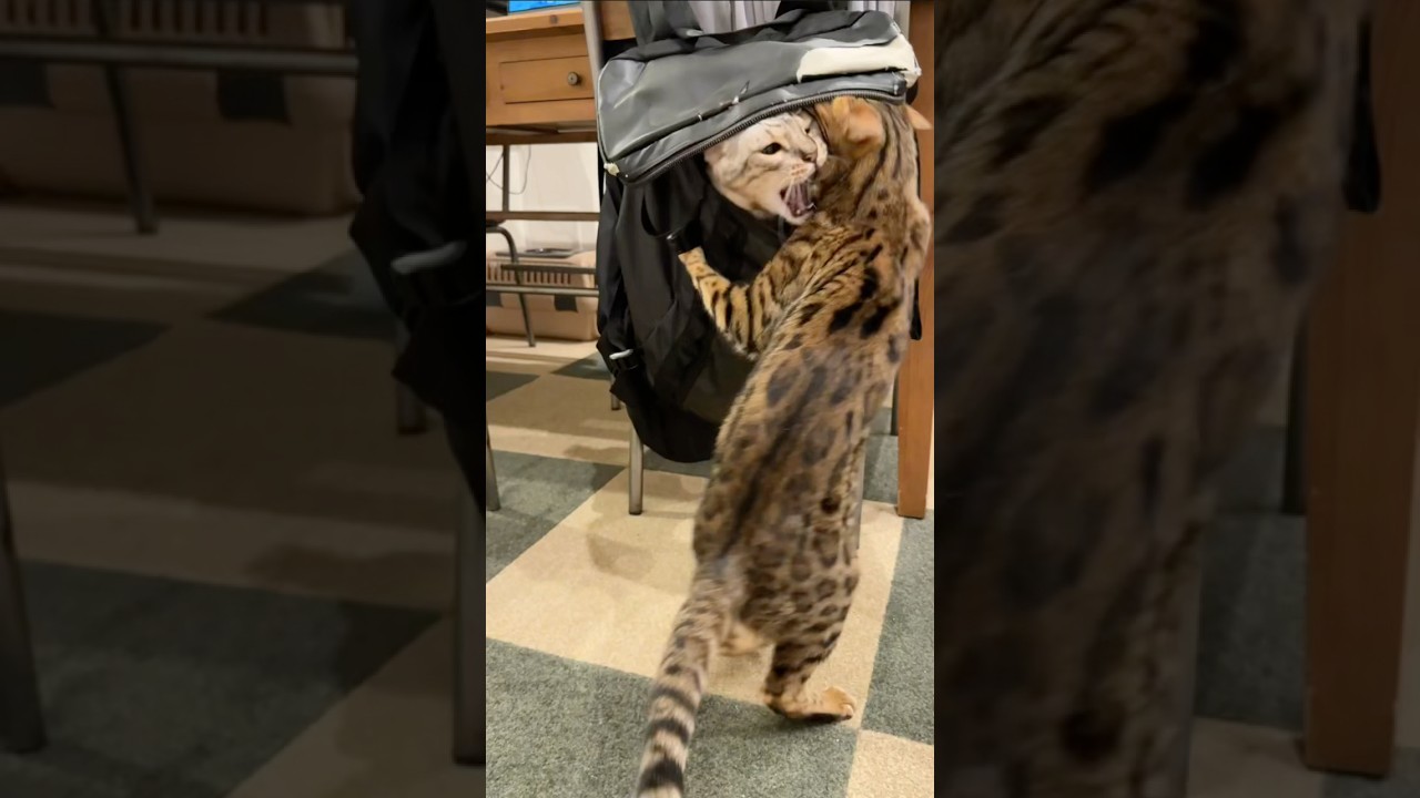 猫いじめ　#ベンガル #ルトロゼ #cat