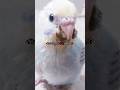 インコちゃんに感情はあるの？Do parrots have feelings? #ショート #コザクラインコ #セキセイインコ
