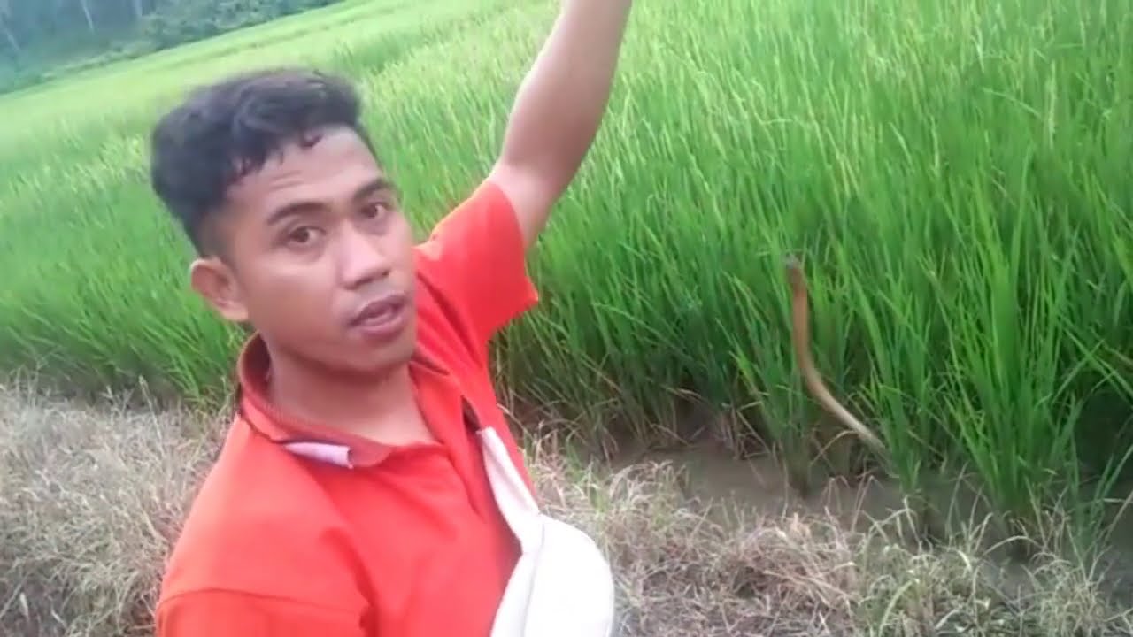 Sensasi Mancing belut sawah 