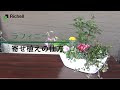 ラフィニー｜寄せ植えの仕方【リッチェル公式 園芸用品】