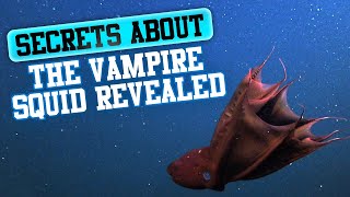 Vampire squid | Shocking secrets about the vampire squid revealed! Net Worth