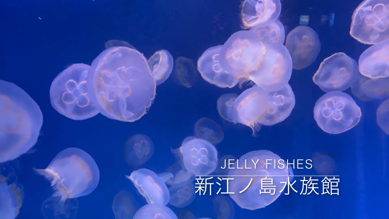 4K】クラゲ【新江ノ島水族館】高画質 デジタルハイビジョン