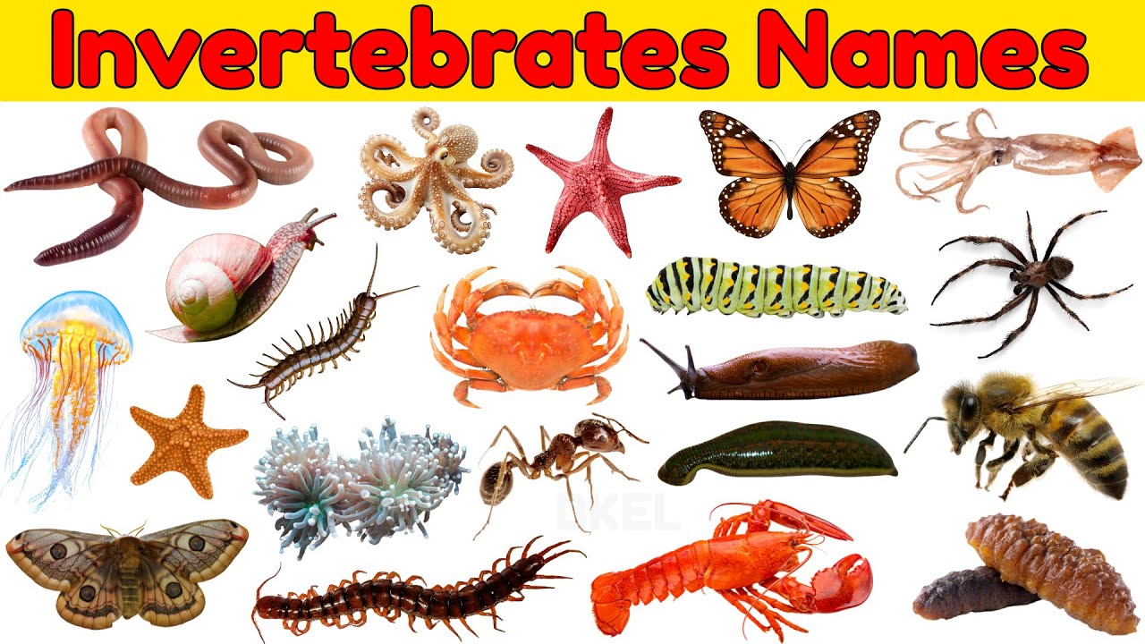 20 Invertebrates for Kids | Learn Animals Without Bones | Educational Preschool Video