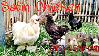 Smooth Satin Chicken Indonesia