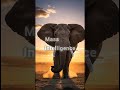 Tank vs Giant 🦏🐘 | Rhino vs Elephant #animalcomparison #bigcats #battle