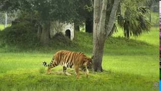 Hoover Tiger - To Swim or Not to Swim