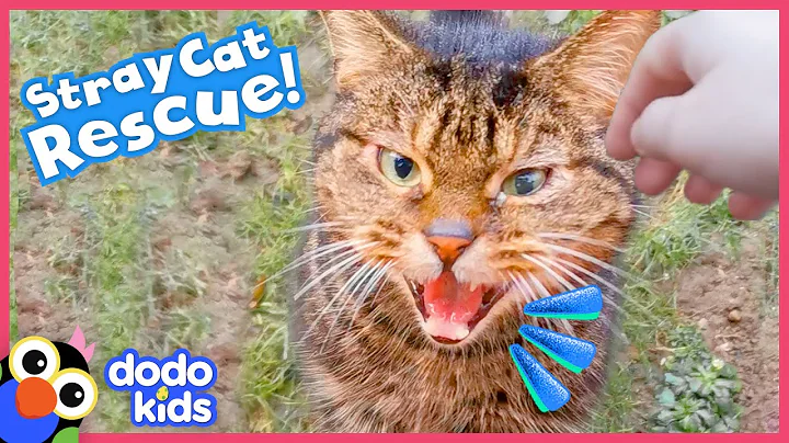 Rescuer Builds A Tiny House For Curious Stray Cat | Rescued! | Dodo Kids