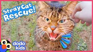 Rescuer Builds A Tiny House For Curious Stray Cat | Rescued! | Dodo Kids