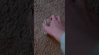 Penguin Dwelling Video