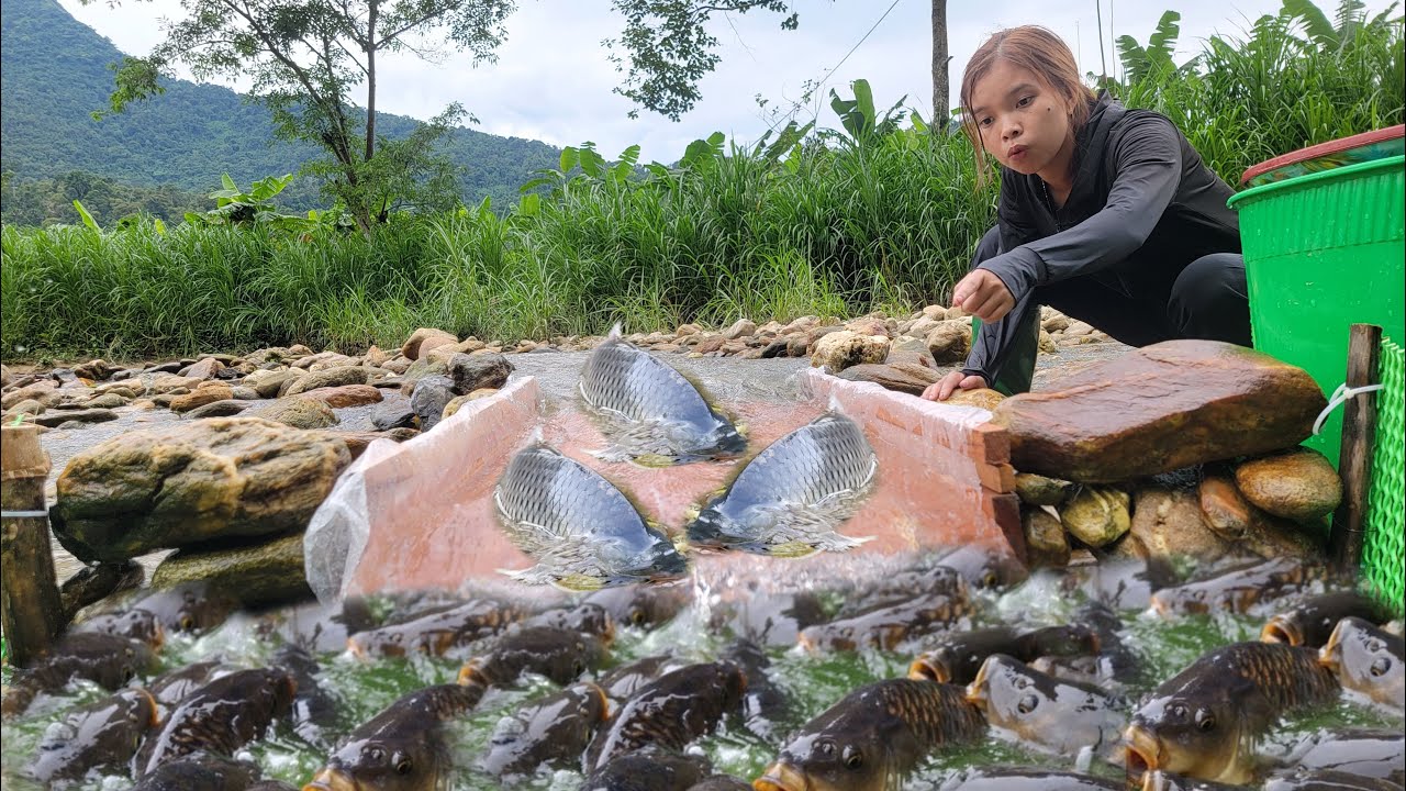 How to harvest giant fish in the river. The girl creates a unique trap ...