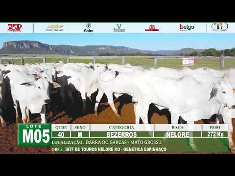 LOTE M05