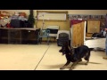 Need Real Dog Protection in Chicago? Watch this Need Real Dog Protection in Chicago? Watch this