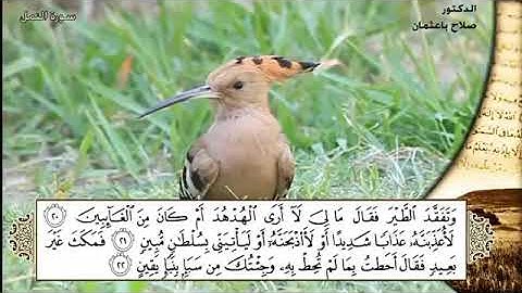 تلاوة من سورة النمل .. الشيخ صلاح باعثمان