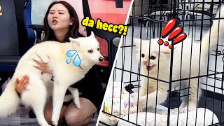 DOG MEETS KITTEN for THE FIRST TIME!? *SCARY REACTION** 😱😱 | MiniMoochi