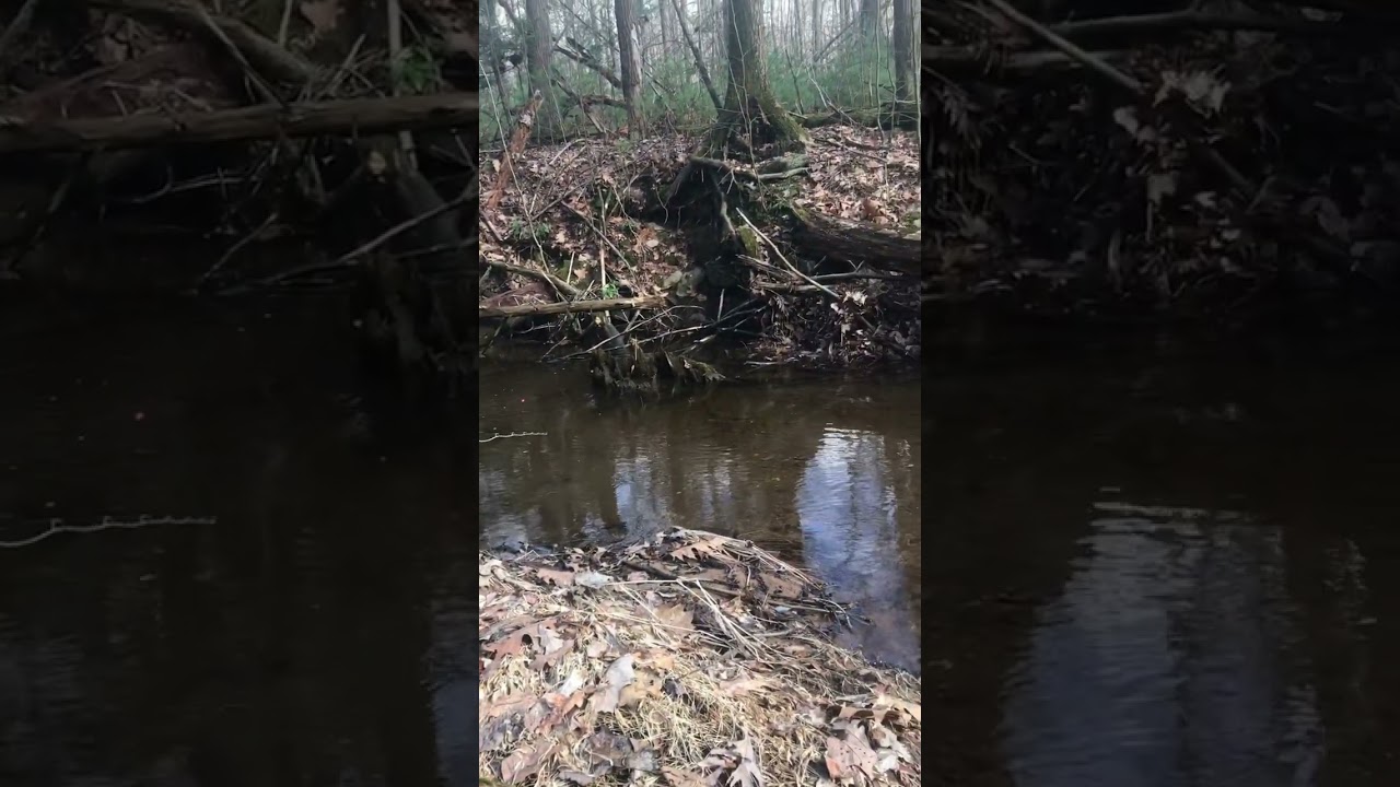 Fly Fishing for Wild Trout- Epic Bobber Down!