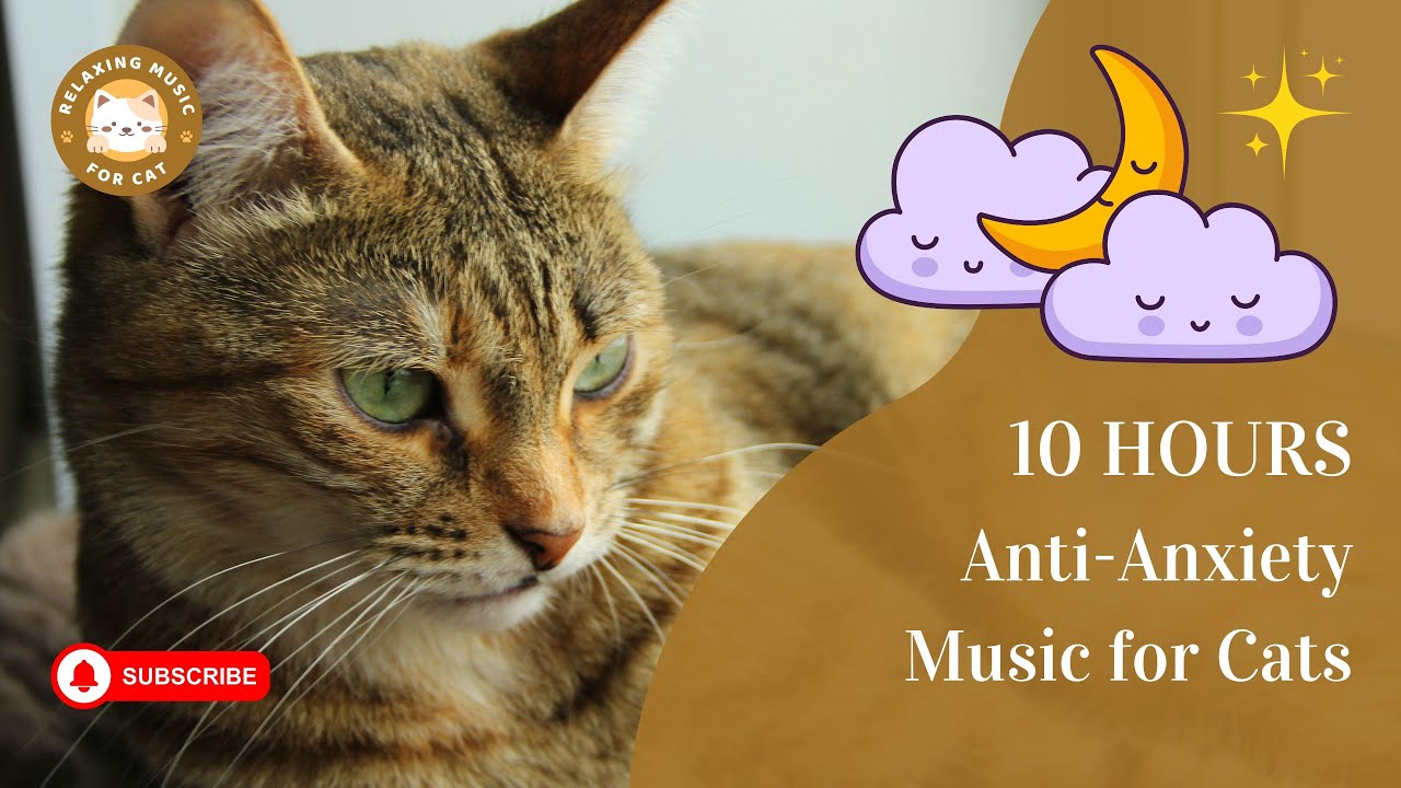 View of Anti-Anxiety Music for Cats 10 Hours 🎵 Relaxing Music For Cat 🐱 - YouTube
