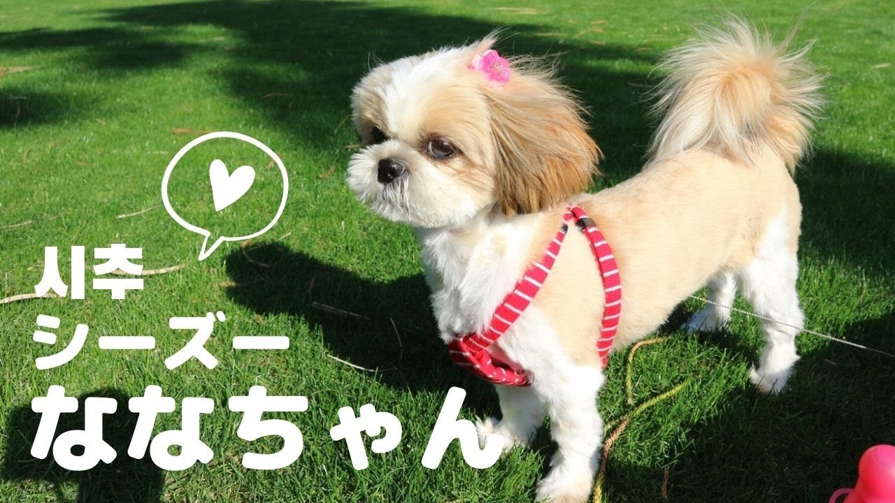 シーズーななちゃんの紹介 in青島 ♡시추 나나짱와 바다 산책 #シーズー #shihtzu #시추 #vlog
