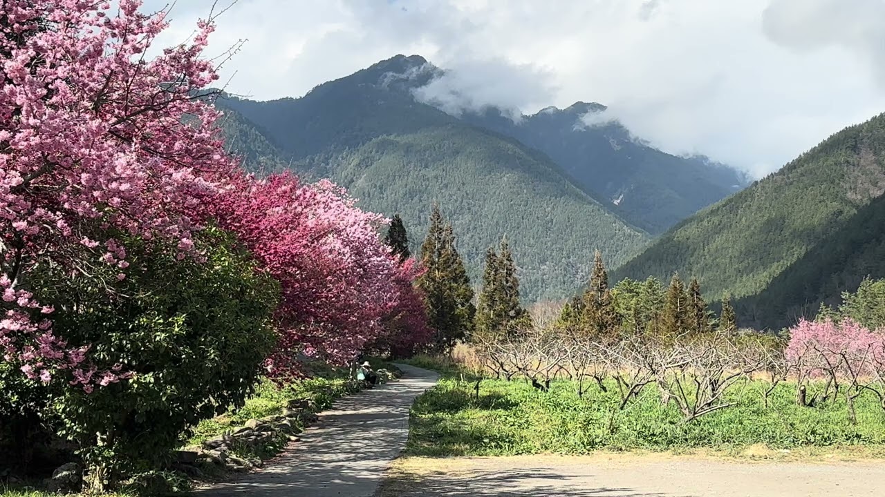 日本演歌音樂￼