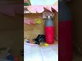 Motivational sayari #shorts #viral #study #trendingshorts