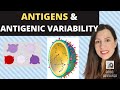 Alevel immunity and antigens  cell recognition and lymphocytes to detect pathogens and selfcells