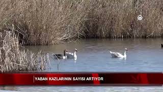 Yaban Kazlarının Sayısı Artıyor