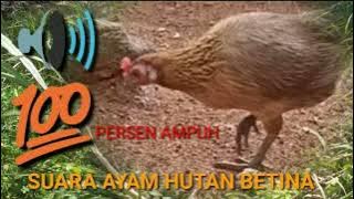 ⭐SUARA AYAM HUTAN BETINA #SUARAAYAMHUTANBETINA