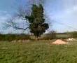 Tree surgeon felling ash tree