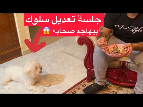 لو انت كلبك بيزوم عليك او بيهاجمك فالفيديو ده ليك جلسة تعديل سلوك لكلب جريفون بيهاجم صحابه