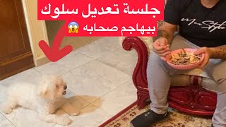 لو انت كلبك بيزوم عليك او بيهاجمك فالفيديو ده ليك | جلسة تعديل سلوك لكلب جريفون بيهاجم صحابه