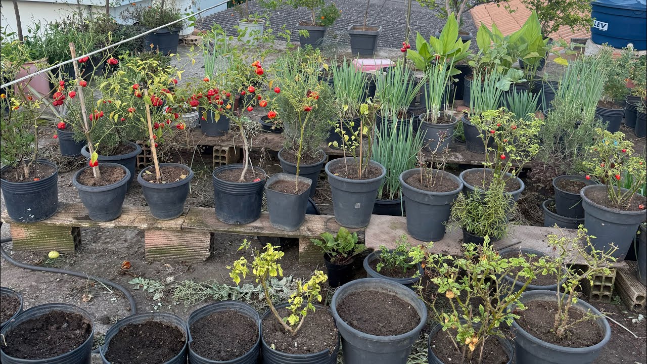 Desistir da horta último vídeo do canal 