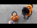 Trick-or-Treat!