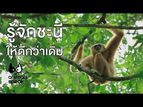 รู้จักชะนีให้ดีกว่าเดิม : Animals Speak [by Mahidol]