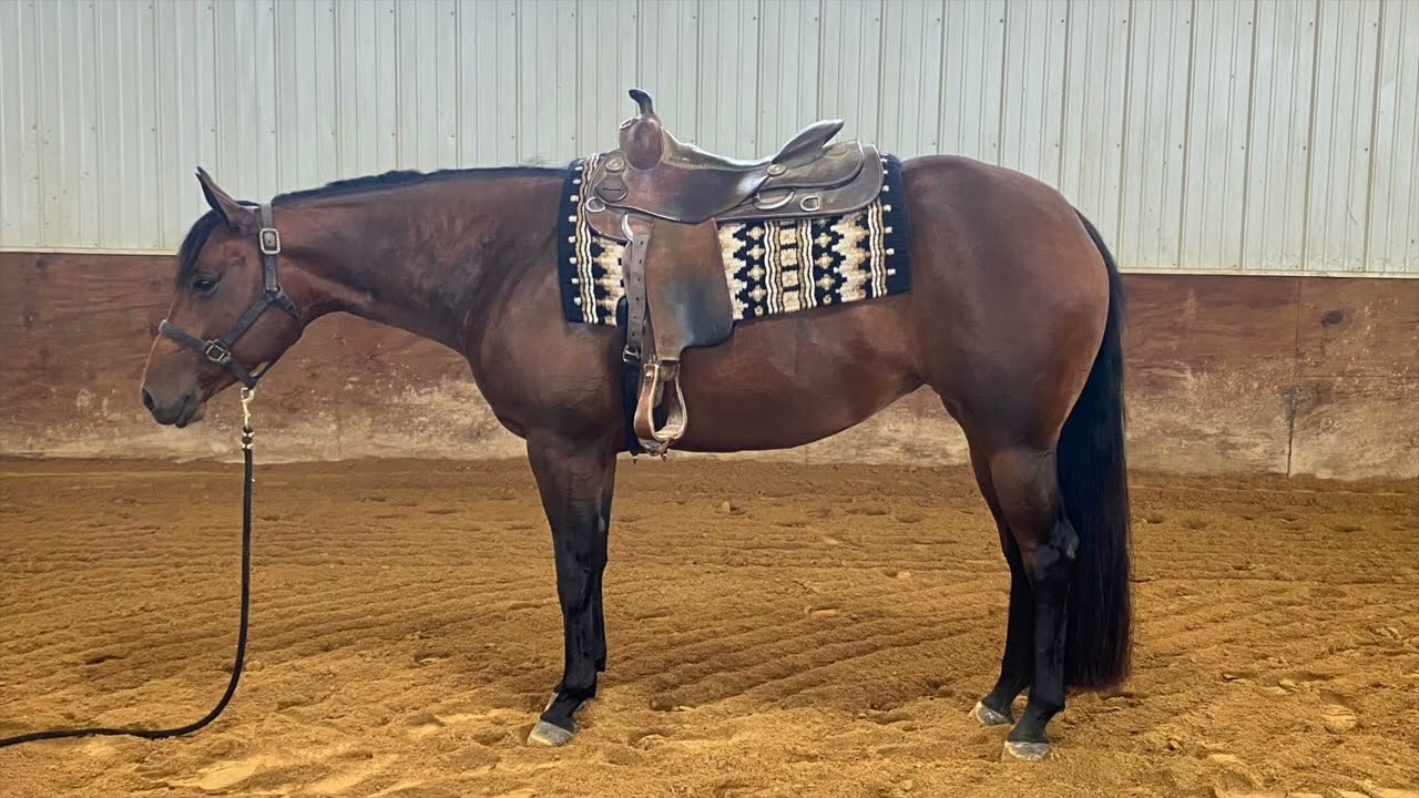 Piper 2018 Aqha Mare Youtube