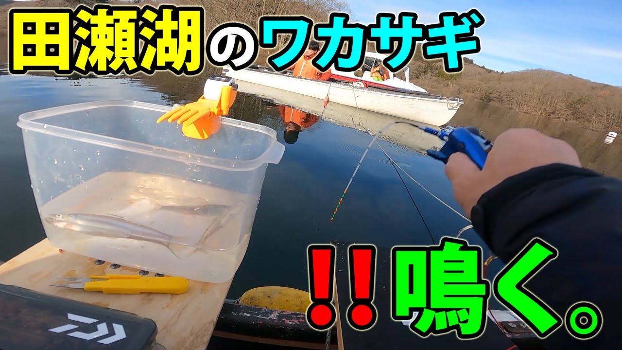 【ワカサギ釣り】田瀬湖のデカサギ、こうやって釣るんです。