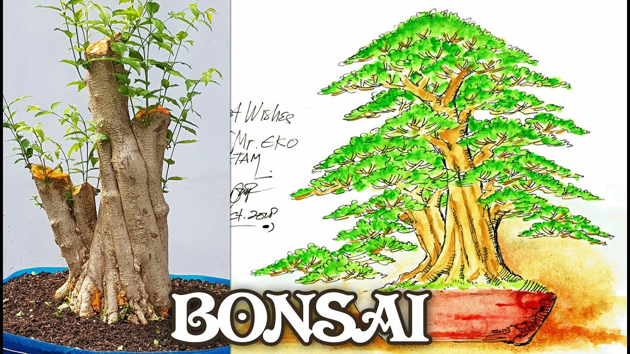 Cara Mudah N Cepat Membuat Bonsai Anting Putri By Tedy Boy Indonesia - Youtube